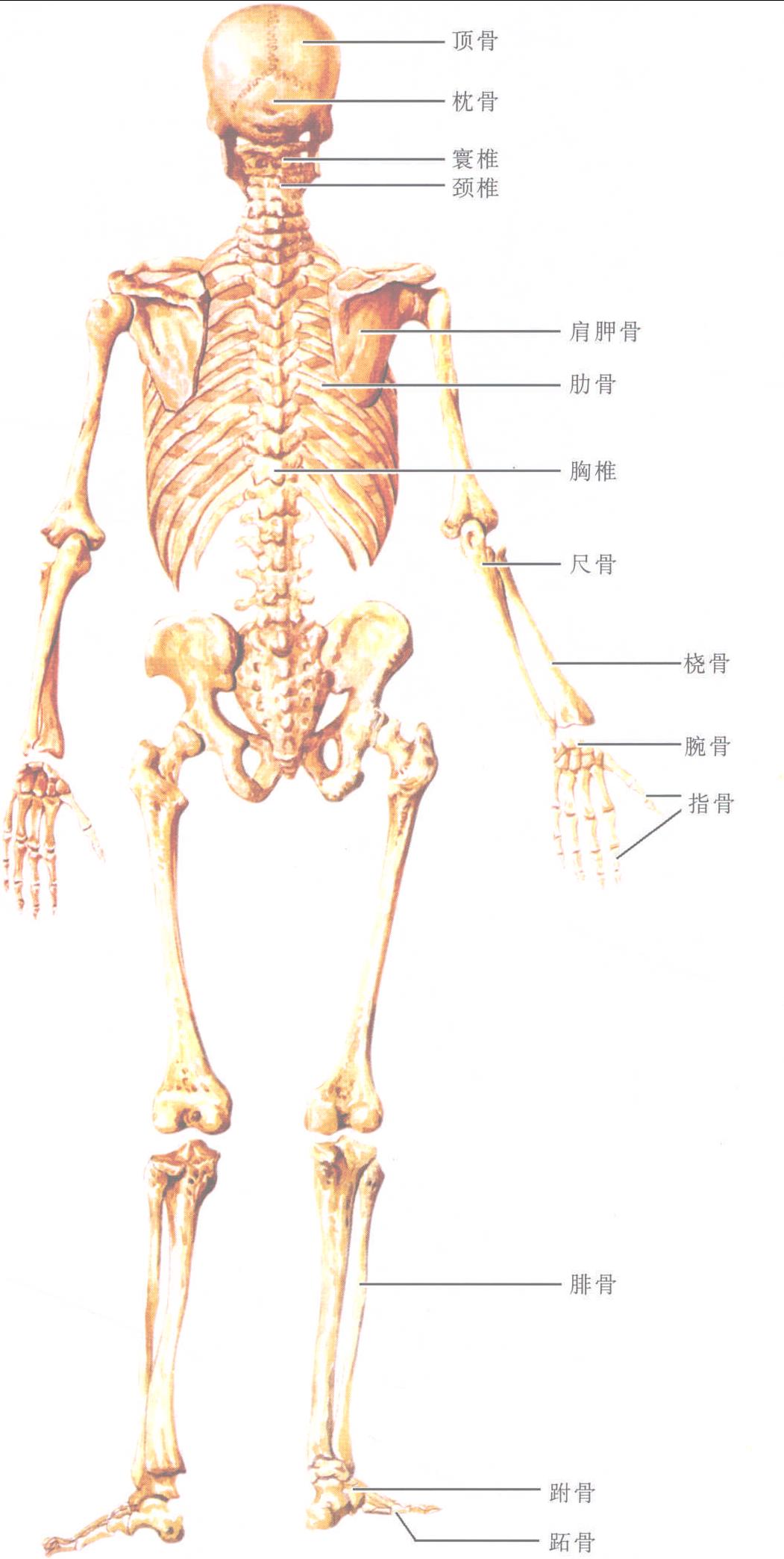 图1-1-1 全身骨骼